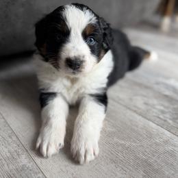 Anchor - Black tri-color male Australian Shepherd puppy in Niles, Michigan from Tara's Australian Shepherds