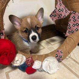 Boy 2 - Sable male Pembroke Welsh Corgi puppy in Greenwood, South Carolina from JOY Farms