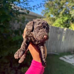 Kobe - Brown male Poodle puppy in Matteson, Illinois from Chitownpupz