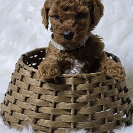 Goldendoodle puppies from Austin Doodles & Poodles