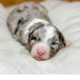 Vixen - female Australian Mountain Doodle puppy in Sterling, Colorado from North 40 Doodles