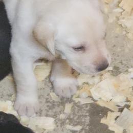 Golden Retriever and Labrador Retriever Puppies from OK GunDogs