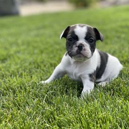 French Bulldog Puppies from Peek Frenchie Babies