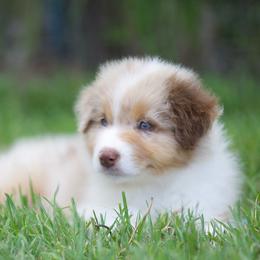 Rmm3 - Red merle male Australian Shepherd puppy in Stephenville, Texas from Diamond H Aussies