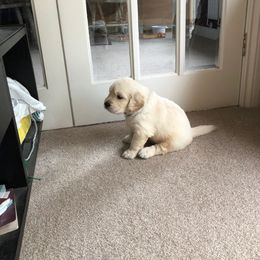 Golden Retriever Puppies from Bent Golden Retrievers