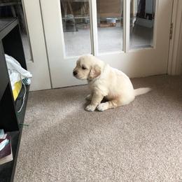 Golden Retriever Puppies from Bent Golden Retrievers