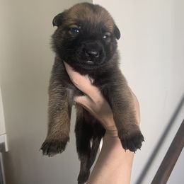 Belgian Malinois, Bull Terrier, and Dutch Shepherd Puppies from ROSC K9