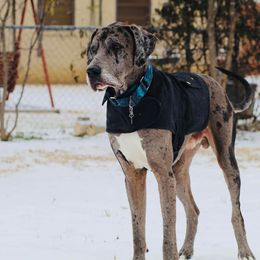 Great Dane All Grown Up from 5T Danes