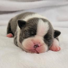 Boston Terrier Puppies from White Valley Boston Terriers