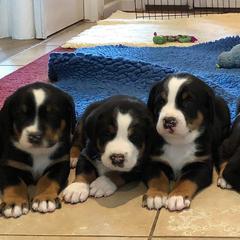 Greater Swiss Mountain Dog and Rottweiler Puppies from Cornerstone Kennels