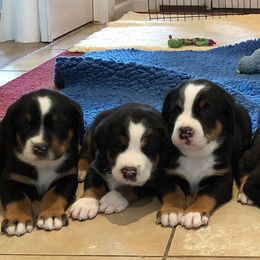 Greater Swiss Mountain Dog and Rottweiler Puppies from Cornerstone Kennels