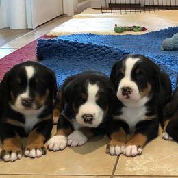 Greater Swiss Mountain Dog and Rottweiler Puppies from Cornerstone Kennels