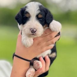 Freedom - Tri-color female Bernedoodle puppy in Kansas City, Missouri from Beary GoldenDoodles