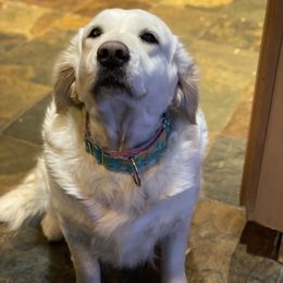 Freedom - Golden Retriever