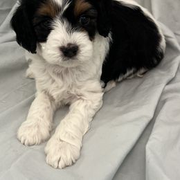 Cavapoo Puppies from Pensacola Blue Cavapoos