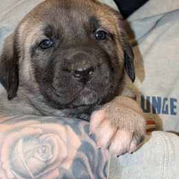 Connie - Gray fawn female Anatolian Shepherd Dog puppy in Jackson, New Jersey from Homestead Heaney