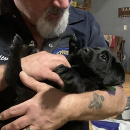 Labrador Retriever Puppies from Cary’s Buck Creek Retrievers