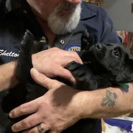 Labrador Retriever Puppies from Cary’s Buck Creek Retrievers