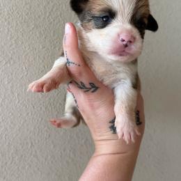 Kodiak - Sable male Pembroke Welsh Corgi puppy in Aberdeen, Washington from Coastal country Farms