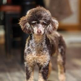 Martini - Poodle