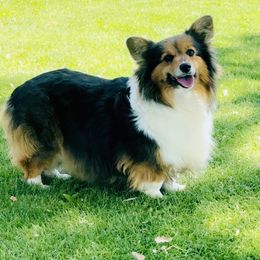 Mavis - Pembroke Welsh Corgi
