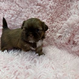Boy Two Liver and White - Liver male Shih Tzu puppy in North Port, Florida from Marlene Kenney's Shih Tzus