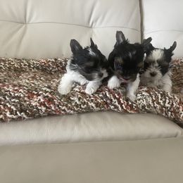 Yorkshire Terrier Puppies from Yorkies of St. George