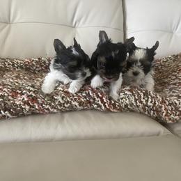 Yorkshire Terrier Puppies from Yorkies of St. George