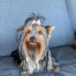 Kali - Yorkshire Terrier