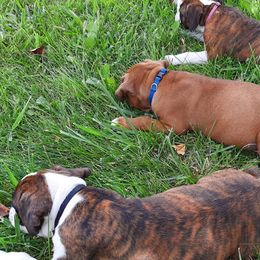 Boxers from Price Purebred Boxers