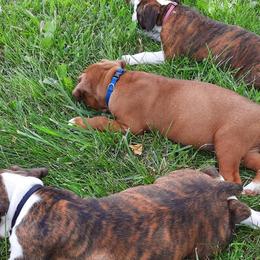 Boxers from Price Purebred Boxers