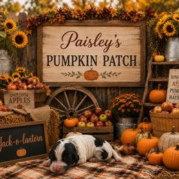 Jack-O-Lantern - Black and white male Bernedoodle puppy in Julian, Pennsylvania from Happy Valley Doodles