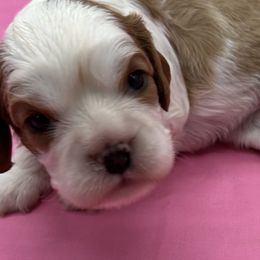 Dora - Blenheim female Cavalier King Charles Spaniel puppy in Burke, New York from Patti’s Puppies