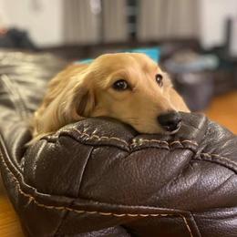 Ilius - Dachshund