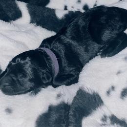 Purple collar - Black female German Shepherd puppy in Marion, Ohio from Legacy K9’s