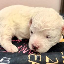 Christian - White and buff male Bichon Frise puppy in Lavon, Texas from Sissy’s Heavenly Paws