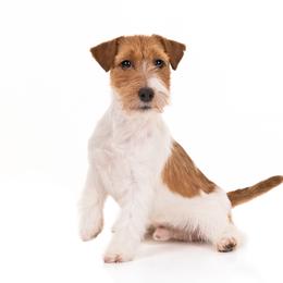 Sake - Russell Terrier