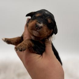 Free Dive - Tri-color male Bernedoodle puppy in Ocala, Florida from Bernedoodles of Florida