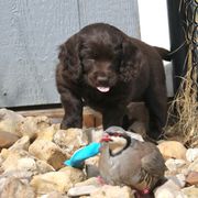 Boykin Spaniel Puppies from Bayhill Boykins
