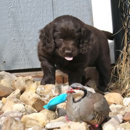 Boykin Spaniel Puppies from Bayhill Boykins