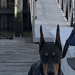 Doberman Pinscher Puppies from Ocean’s Breeze Doberman Pinschers