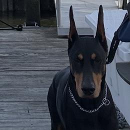 Doberman Pinscher Puppies from Ocean’s Breeze Doberman Pinschers