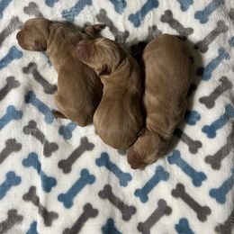 Girl 2 - Yellow female Labrador Retriever puppy in Jacksboro, Texas from J and D Retrievers