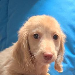 Mocha's cream boy - Cream male Dachshund puppy in Lyle, Washington from Wines Wienery