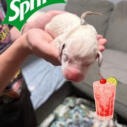 Sprite - White and black female Dalmatian puppy in Des Moines, Iowa from Spot Splattered Dalmatians