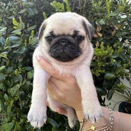 Oscar - Fawn Pug puppy in Matthews, North Carolina from Pugs & Loves