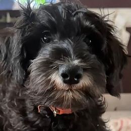Shadow - Black and silver male Miniature Schnauzer puppy in Akeley, Minnesota from Great Northern Schnauzers