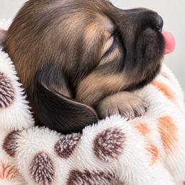 Lilly - Cream female Dachshund puppy in Vanceburg, Kentucky from Hearts of Faith Long-Haired Dachshunds