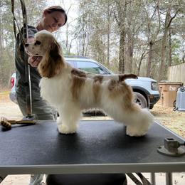 Cocker Spaniel Puppies from Dovecreek Cockers