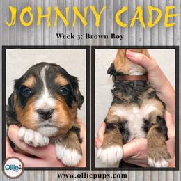 Johnny Cade - Tri-color male Bernedoodle puppy in Boiling Springs, South Carolina from OlliePups, LLC